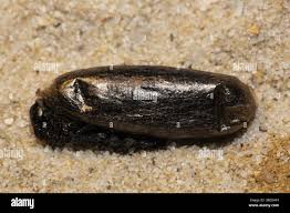 Attēlu rezultāti vaicājumam “Cucullia lucifuga larva”