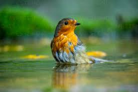 Attēlu rezultāti vaicājumam “Erithacus rubecula”