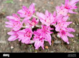 Attēlu rezultāti vaicājumam “Colchicaceae”