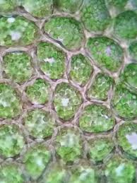 Attēlu rezultāti vaicājumam “Plagiochila porelloides”