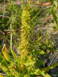 Attēlu rezultāti vaicājumam “Rumex maritimus”