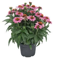 Attēlu rezultāti vaicājumam “Echinacea purpurea bud”