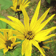 Attēlu rezultāti vaicājumam “Helianthus tuberosus leaf”