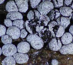 Attēlu rezultāti vaicājumam “Badhamia panicea”