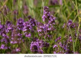 Attēlu rezultāti vaicājumam “Thymus pulegioides flower”