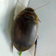 Attēlu rezultāti vaicājumam “Rhantus frontalis”