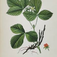 Attēlu rezultāti vaicājumam “Rubus saxatilis flower”