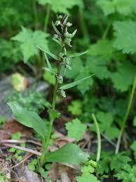 Attēlu rezultāti vaicājumam “Coeloglossum viride leaf”