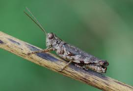 Attēlu rezultāti vaicājumam “Acrididae”