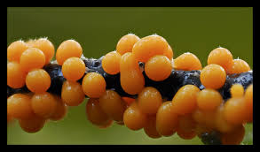 Attēlu rezultāti vaicājumam “Didymium annulisporum”