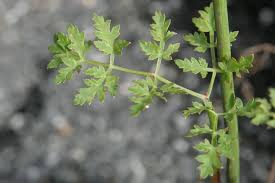Attēlu rezultāti vaicājumam “Peucedanum oreoselinum”