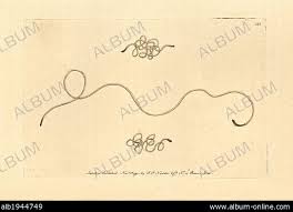 Attēlu rezultāti vaicājumam “Gordius aquaticus”