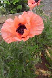 Image result for Papaver orientale