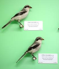 Attēlu rezultāti vaicājumam “Lanius excubitor adult”