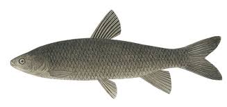 Image result for Mylopharyngodon piceus