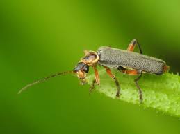 Attēlu rezultāti vaicājumam “Cantharis nigricans”
