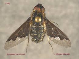 Attēlu rezultāti vaicājumam “Hemipenthes morio”