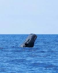 Image result for Physeter macrocephalus