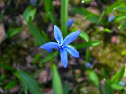 Attēlu rezultāti vaicājumam “Scilla siberica leaf”