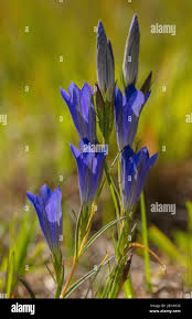 Attēlu rezultāti vaicājumam “Gentiana pneumonanthe flower”