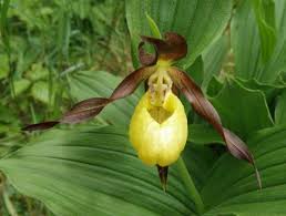 Attēlu rezultāti vaicājumam “Cypripedium calceolus”