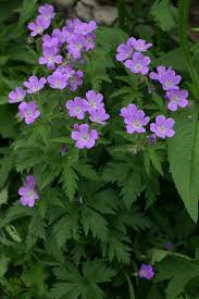 Attēlu rezultāti vaicājumam “Geranium sylvaticum”