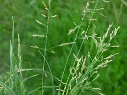 Attēlu rezultāti vaicājumam “Puccinellia distans”