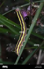 Attēlu rezultāti vaicājumam “Ceramica pisi larva”