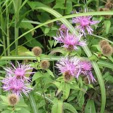 Attēlu rezultāti vaicājumam “Centaurea phrygia”