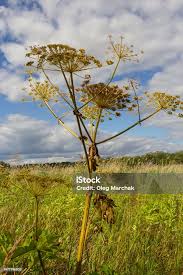 Attēlu rezultāti vaicājumam “Heracleum sosnowskyi”