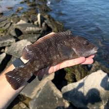 Image result for Tautogolabrus adspersus