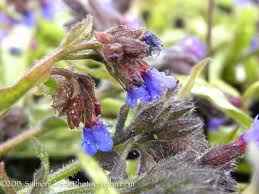 Attēlu rezultāti vaicājumam “Pulmonaria angustifolia flower”