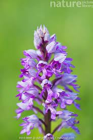 Attēlu rezultāti vaicājumam “Orchis militaris flower”