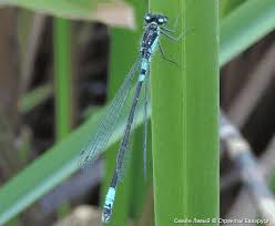 Attēlu rezultāti vaicājumam “Coenagrion armatum”