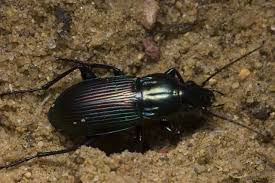 Attēlu rezultāti vaicājumam “Poecilus lepidus”