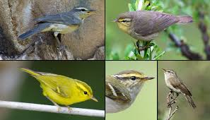 Image result for Phylloscopus orientalis
