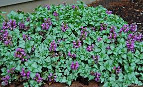 Attēlu rezultāti vaicājumam “Lamium maculatum”