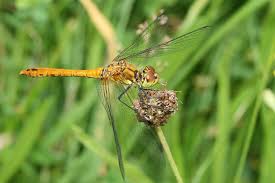 Attēlu rezultāti vaicājumam “Sympetrum sanguineum female”