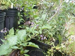 Attēlu rezultāti vaicājumam “Solanum dulcamara”