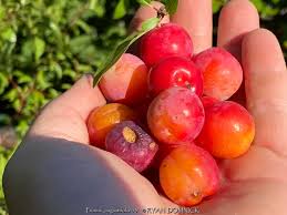 Attēlu rezultāti vaicājumam “Pulmonaria angustifolia fruit”