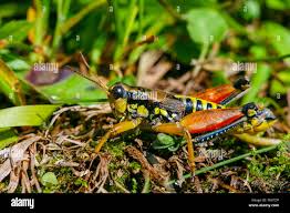 Attēlu rezultāti vaicājumam “Podisma pedestris”