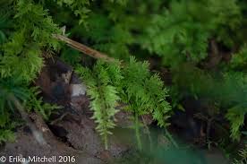 Attēlu rezultāti vaicājumam “Thuidium delicatulum”