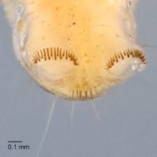Attēlu rezultāti vaicājumam “Grapholita funebrana larva”