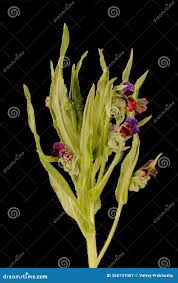 Attēlu rezultāti vaicājumam “Cynoglossum officinale leaf”