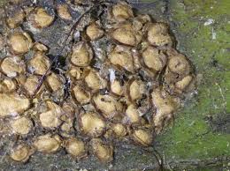 Attēlu rezultāti vaicājumam “Perichaena depressa sessile”