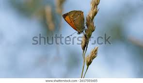 Attēlu rezultāti vaicājumam “Argynnis adippe”