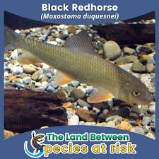 Image result for Moxostoma duquesnei