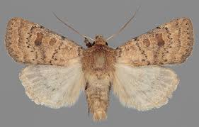 Attēlu rezultāti vaicājumam “Hoplodrina octogenaria”