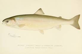 Image result for Salvelinus alpinus taranetzi