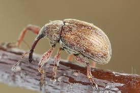 Attēlu rezultāti vaicājumam “Anthonomus phyllocola”